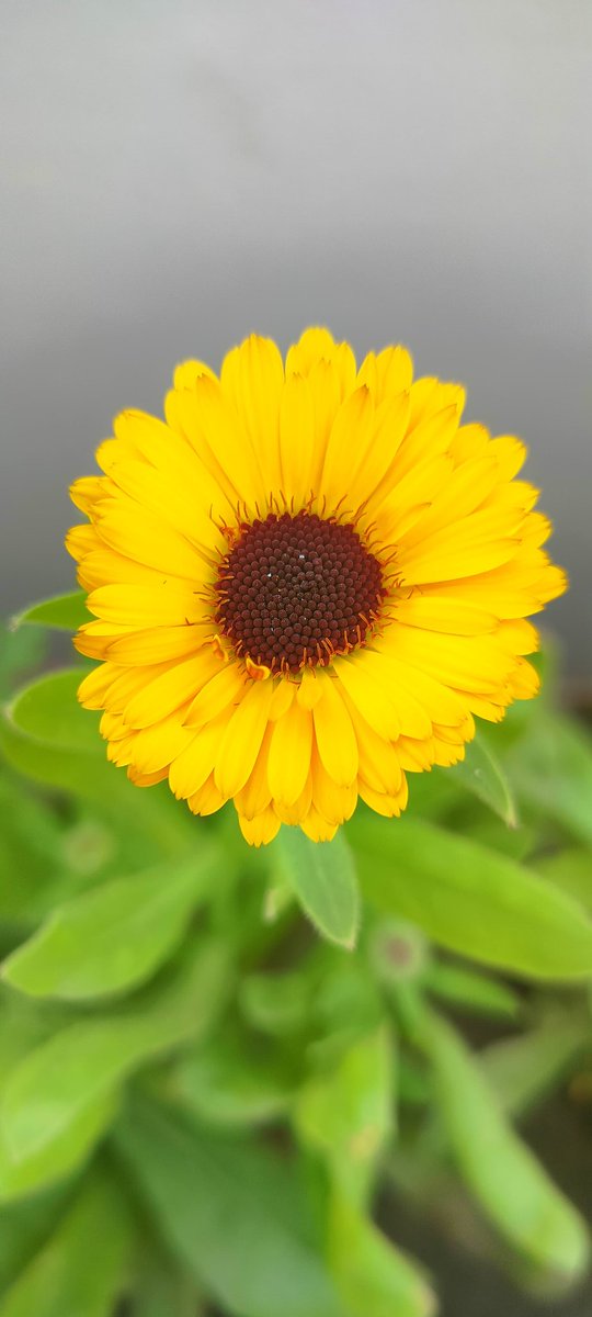 cutepooja6466's tweet image. I would like to capture the pics of My beautiful &quot;Garden Flowers&quot; with the upcoming OnePlus 13 with its Snapshot Feature...
I hope to win #OnePlusBuds3Pro.

#SnapshotWorthy #OnePlus13