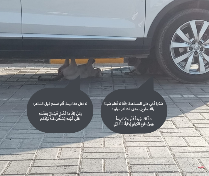 B51567161's tweet photo. تستحق الصورة وقوفي لتصويرها.
ما أجمل القطط. https://t.co/D0FxtY40FW