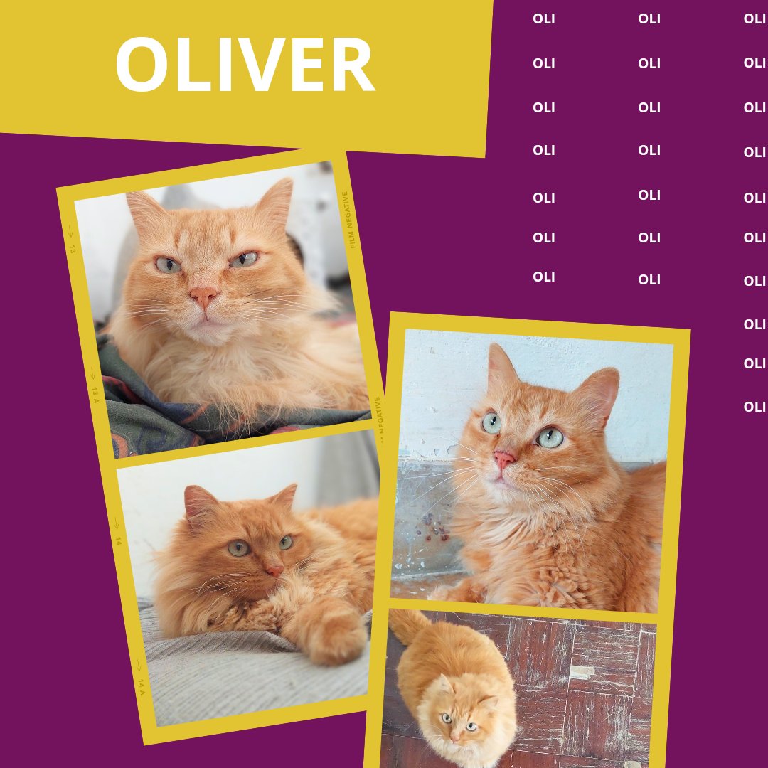 Su belleza irradia tanto que es imposible no enamorarse de él a primera vista pero lo importante es que Oliver (2018) es extremadamente cariñoso y juguetón, llenando cada rincón con amor 💖

adopciones@defensafelina.org
apadrina@defensafelina.org

teaming.net/asociaciondefe…