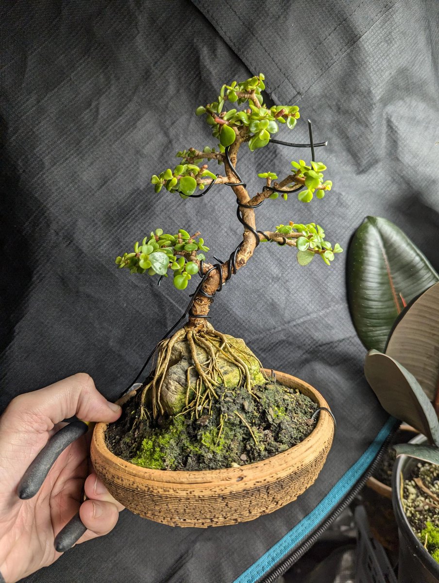 YugenBonsai's tweet photo. This is cute!
📸 shades_of_gravy
#Bonsai #BonsaiArt #BonsaiTreeCare #Gardening #BonsaiTechniques #TreeTrimming #RootPruning #WireTraining #YugenBonsai #BonsaiHistory #BonsaiCulture #PlantTraining #GardeningLove https://t.co/PZbsmu5ZHW