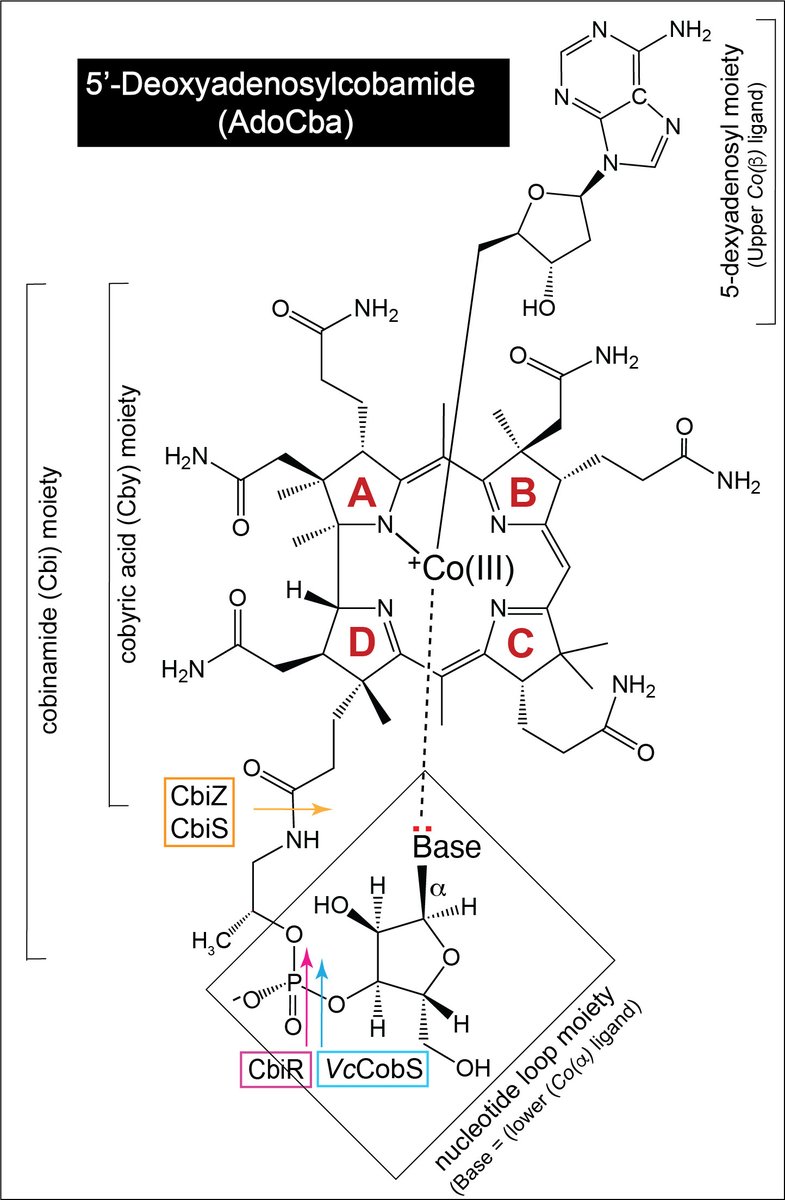 GeiselBiofilm's tweet photo. New in JB: Villa &amp; Escalante-Semerena present the latest findings for "Corrinoid salvaging and cobamide remodeling in bacteria and archaea", to capture cobamides from the environment, in a new minireview in JB.
https://t.co/XWsB4jEYGP
@ASMicrobiology @JBacteriology https://t.co/ZlgngHuSCl