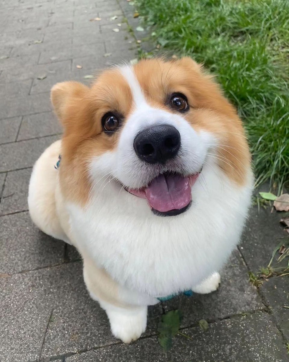 corgilovers398's tweet photo. https://t.co/CwXuCGB3df