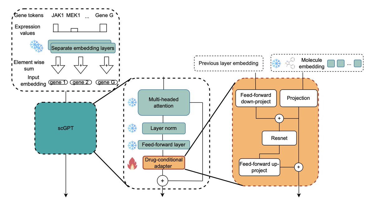 EFFICIENT FINE-TUNING OF SINGLE-CELL FOUNDATION MODELS ENABLES ZERO-SHOT MOLECULAR PERTURBATION PREDICTION <a href="/genentech/">Genentech</a> 

1. A breakthrough for drug discovery: the study introduces scDCA, a novel drug-conditional adapter, enabling single-cell foundation models (FMs) to predict