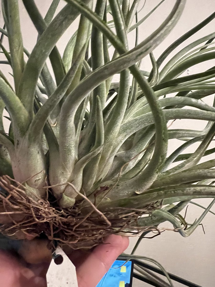 white_cat_five's tweet photo. 今日届いた植木の古葉を取りました。
名前…忘れた🙁 https://t.co/SrbjdtsYv3