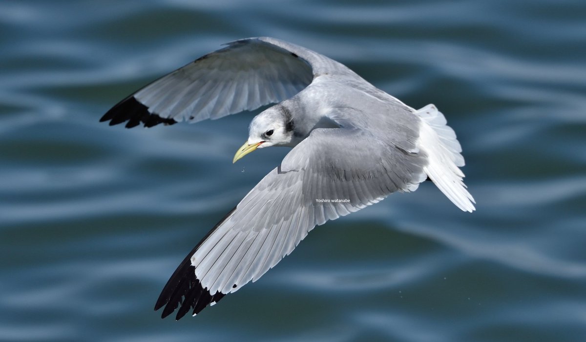 ダウンストロ－クの野鳥たち.Wild birds on the downstroke.(時計回り)ミコアイサ,ミツユビカモメ,ナベコウ,ハイイロガン.(Clockwise)Smew,Black-legged Kittiwake,Black Stork,Greylag Goose.#birds #wildlife #nature #wildbirds #birdphotography #wildlifephotography #NaturePhotography #野鳥