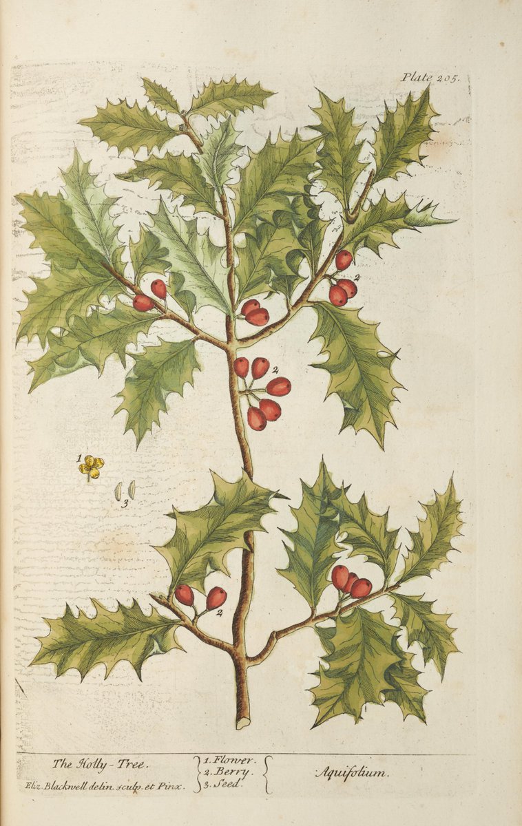 We wish you all have a very merry Christmas, happy Hanukkah and look forward to seeing you in the New Year! 

🎄❄️🥂🎇

Image: illustration of holly in Elizabeth Blackwell's 'a curious herbal' 1737-39