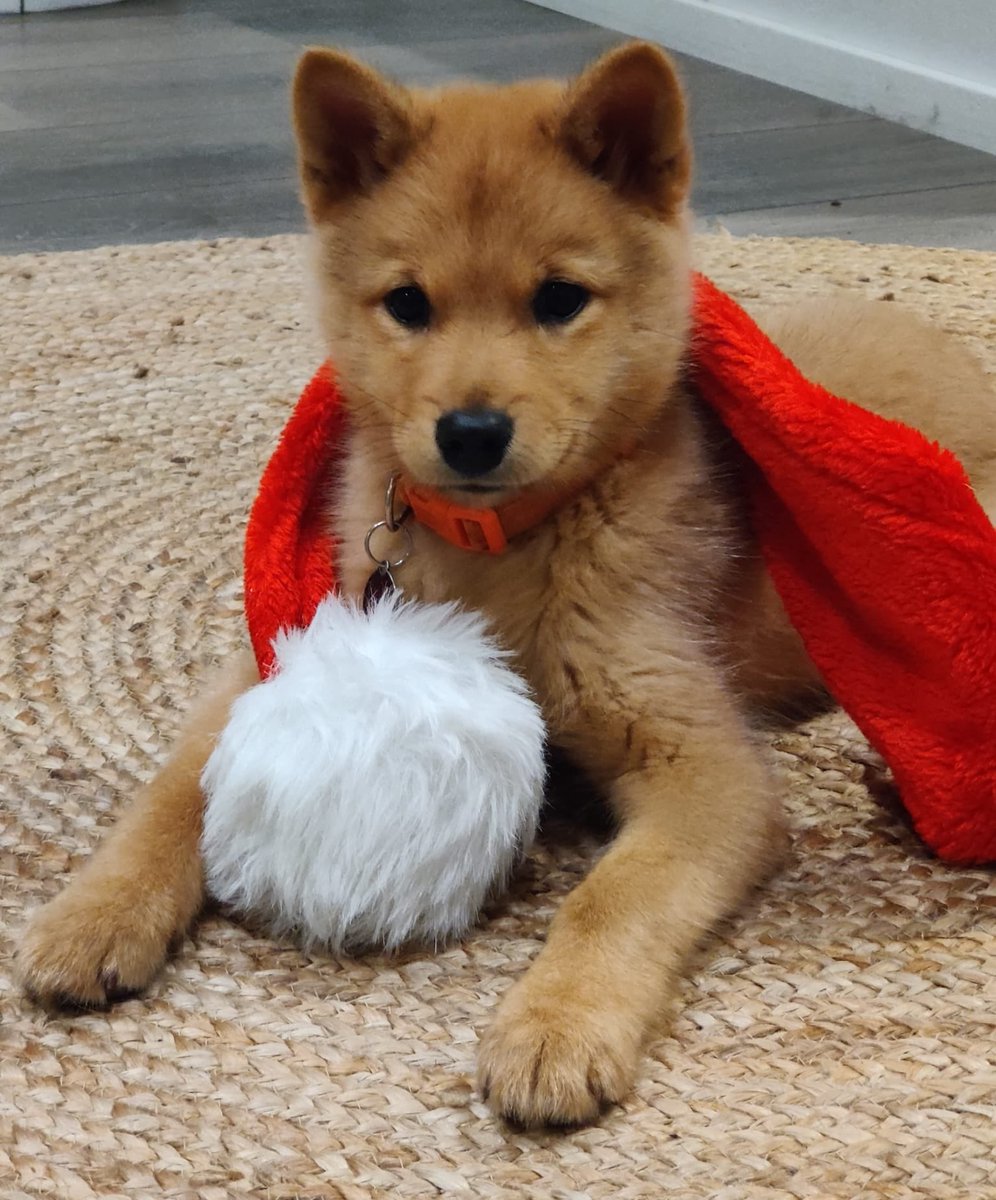 poliisilauri's tweet photo. Rauhaisaa ja turvallista joulua. 🎅

Päivittely someen ollut aika hiljaista viime aikoina, mutta vielä täällä ollaan. Ei löytynyt soppelia kuvaa, niin koiranpentuhan toimii aina. 🐶

#poliisi #joulu #poliisinkoira https://t.co/xOdn5UoOzk