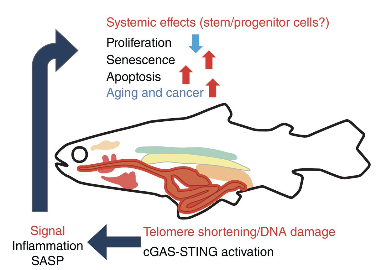 Miguel Godinho Ferreira (@mgodinhoferr) on Twitter photo My latest review👇 #zebrafish🐟 surpass #mice as models of telomere-driven aging! With human-like #telomere dynamics🧬 and #aging, they reveal how short telomeres activate #cGAS-STING #inflammation 🔥, systemic organ dysfunction and aging. <a href="/ircaninstitute/">IRCAN</a> …rspectives.cshlp.org.insb.bib.cnrs.fr/cgi/content/lo… My latest review👇 #zebrafish🐟 surpass #mice as models of telomere-driven aging! With human-like #telomere dynamics🧬 and #aging, they reveal how short telomeres activate #cGAS-STING #inflammation 🔥, systemic organ dysfunction and aging. <a href="/ircaninstitute/">IRCAN</a> …rspectives.cshlp.org.insb.bib.cnrs.fr/cgi/content/lo…