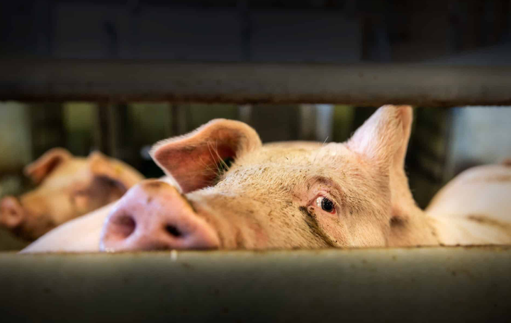 Anton Krag tweet media