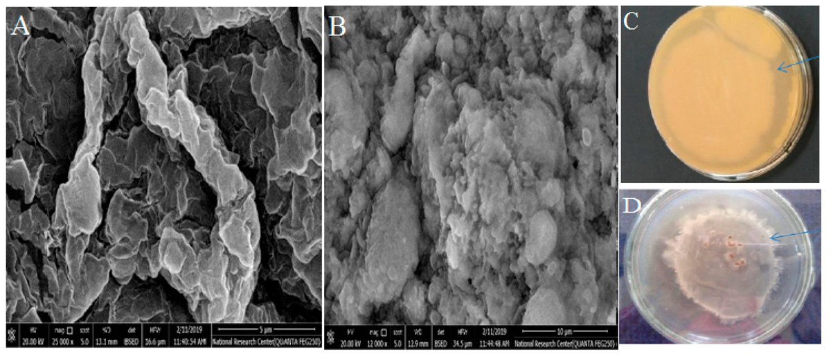 Horticul_MDPI's tweet image. Horticulturae - New Published Paper🍀
📖Title: #Microencapsulation of Bacillus megaterium in Humic Acid-Supplied Alginate Beads Enhances #Tomato Growth and Suppresses the Root-Knot Nematode Meloidogyne javanica Under #Greenhouse Conditions