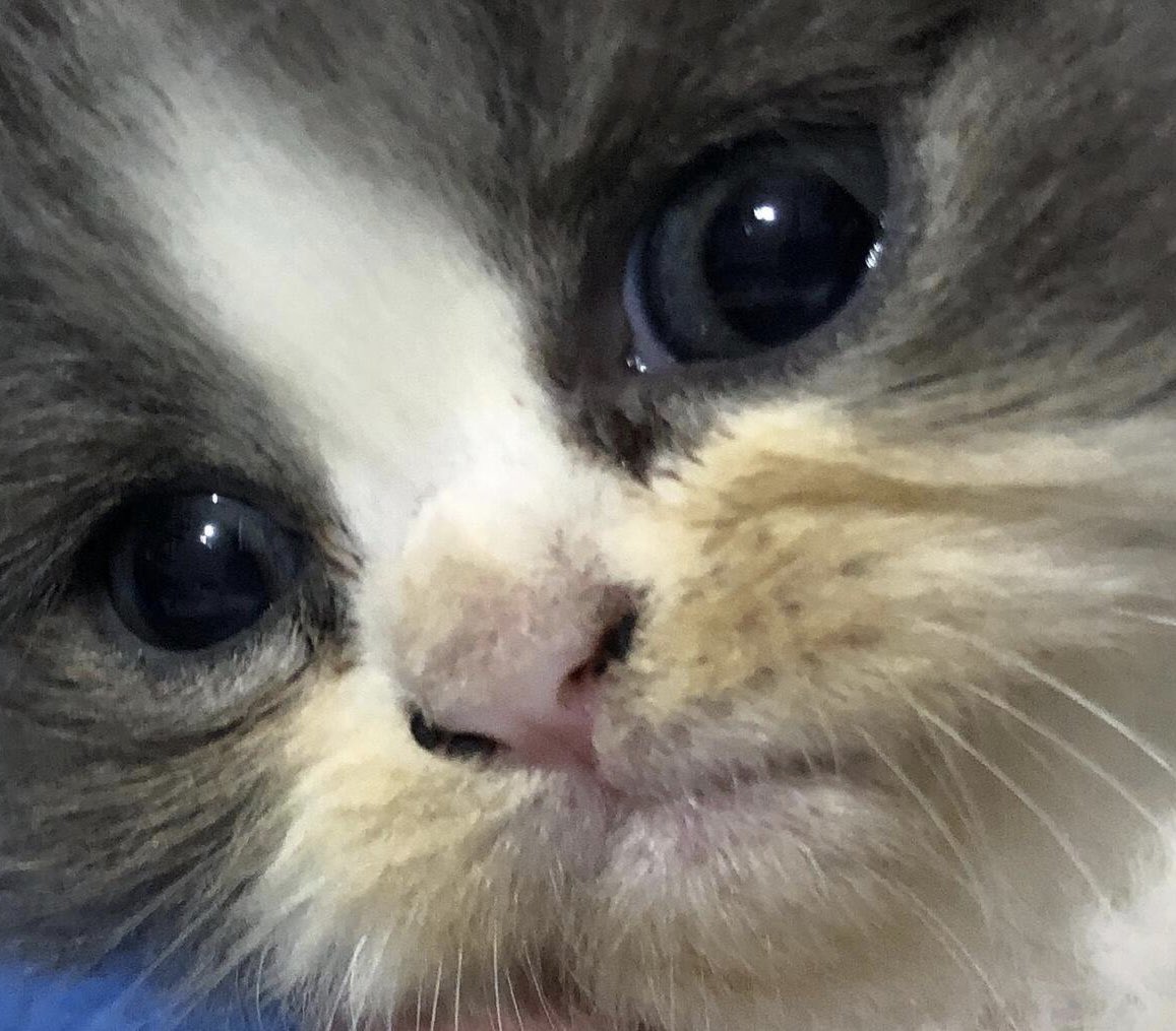 Lost In Japan tweet media