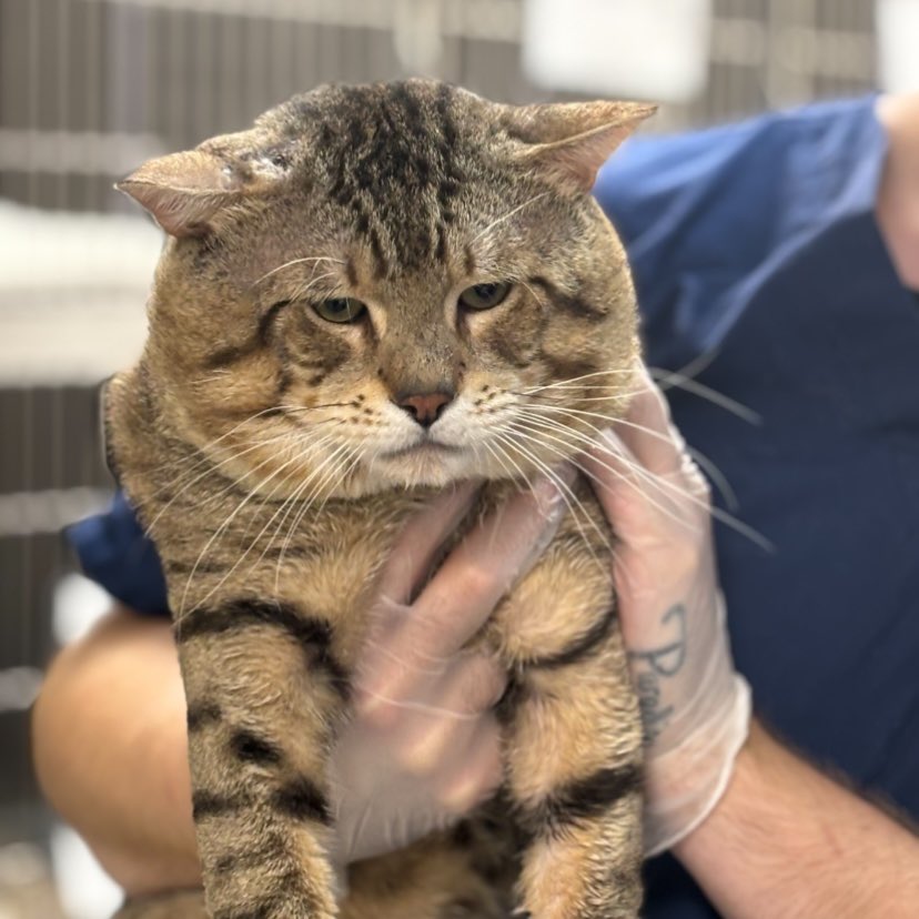 HomewardPetsNJ's tweet photo. Chipmunk is sad at the shelter and would love to be back in a home for Christmas. 
He’s twelve years old and 18 lbs! 

📍 Blackwood, NJ 

📧 brandon@homewardboundnj.org 

#catlover #cats https://t.co/IlqSw54Mru