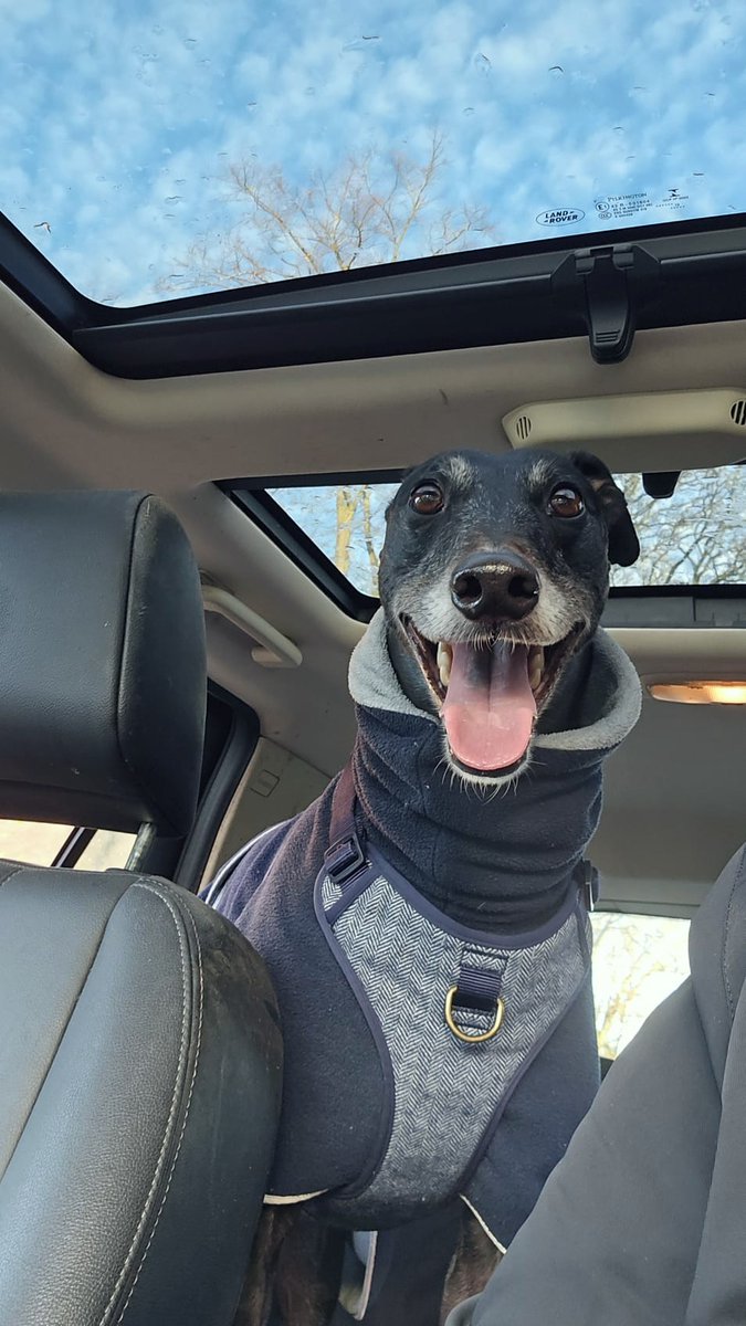 Hamish, before and after being told he's the best doggo. 
❤️Oh my heart. 
#AdoptDontShop 
#rescuedogs 
#Greyhound