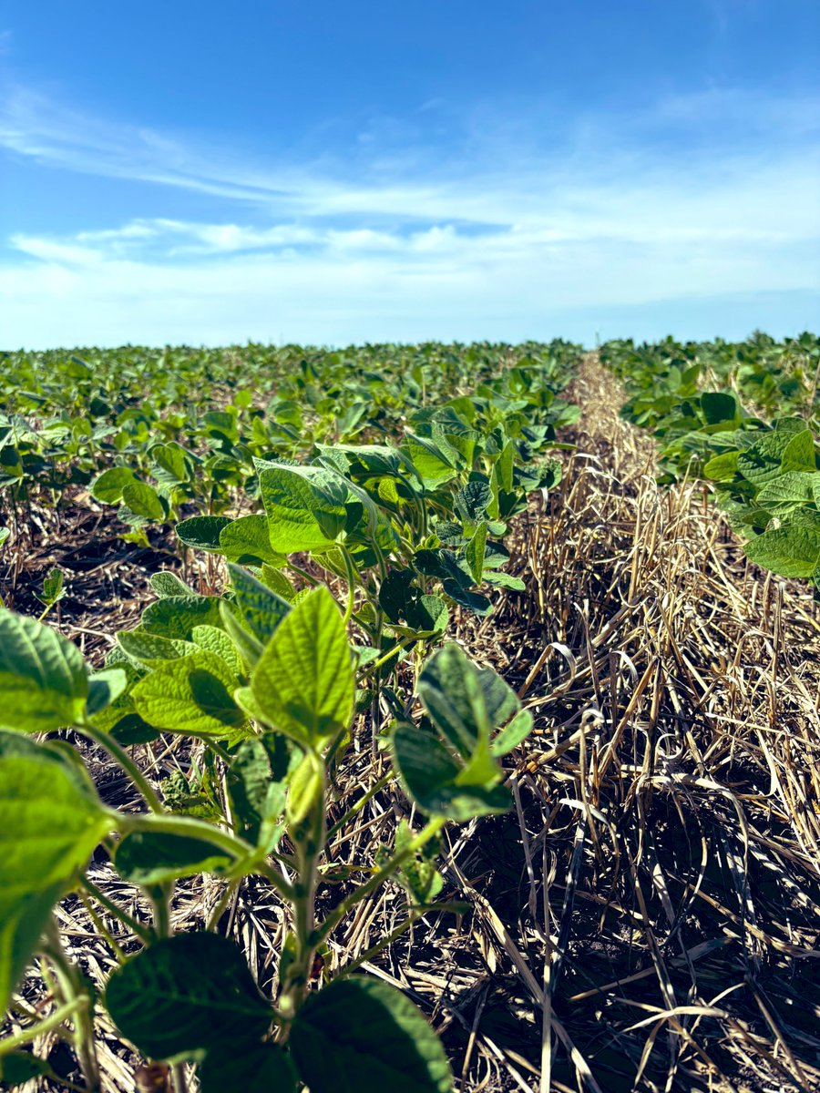 Pablo Saavedra tweet media