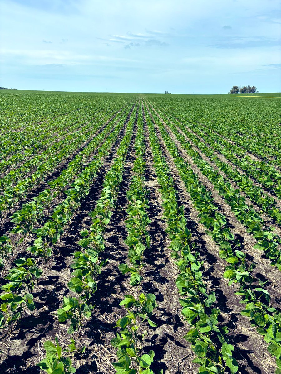 Pablo Saavedra tweet media