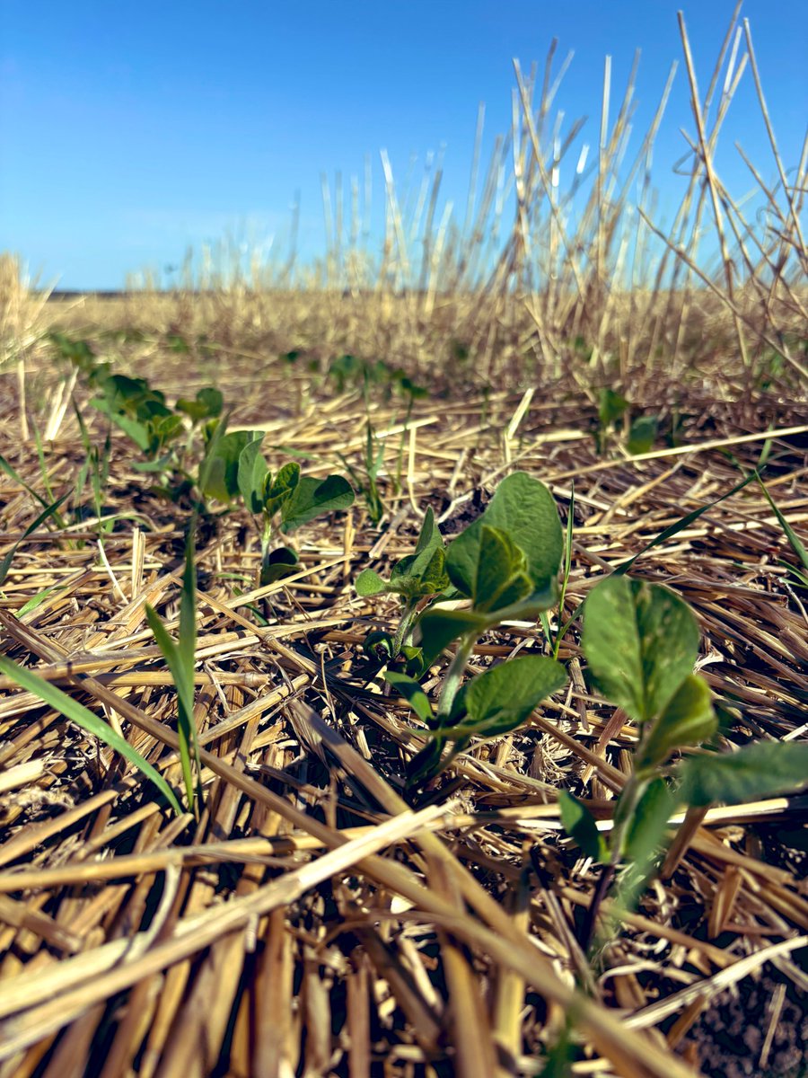 Pablo Saavedra tweet media