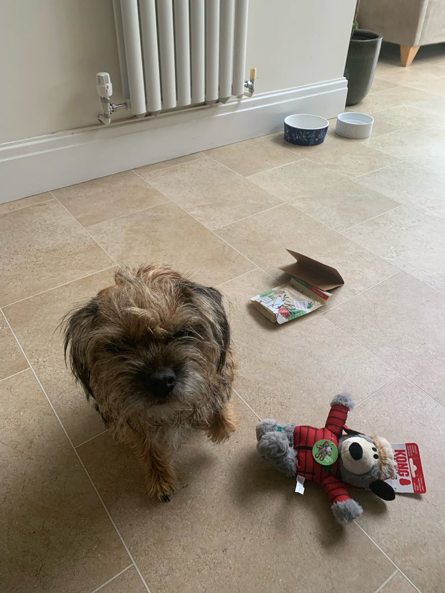 MissNancyBT's tweet photo. Thank you so much secret Santa paws for my gifts, really kind of you. I’m putting my paw up hoping hoomum will let me have it early 😇 #secretSantaPaws #btsanta #btposse #christmas2024 🎅🏻🎄🎁🐾 https://t.co/Ua5T9ha9vA