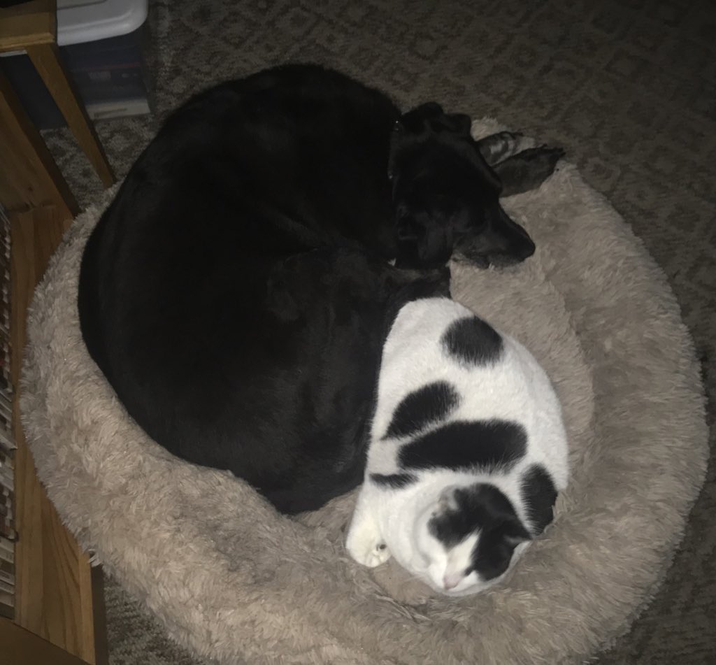 FallenAngel3493's tweet image. It’s sad to say that my girl, Grace, had to leave us yesterday. She was a great dog and I wish I had more time, but there was nothing else I could have done for her. Normally I don’t post personal stuff like this but this hit harder than I could’ve imagined.