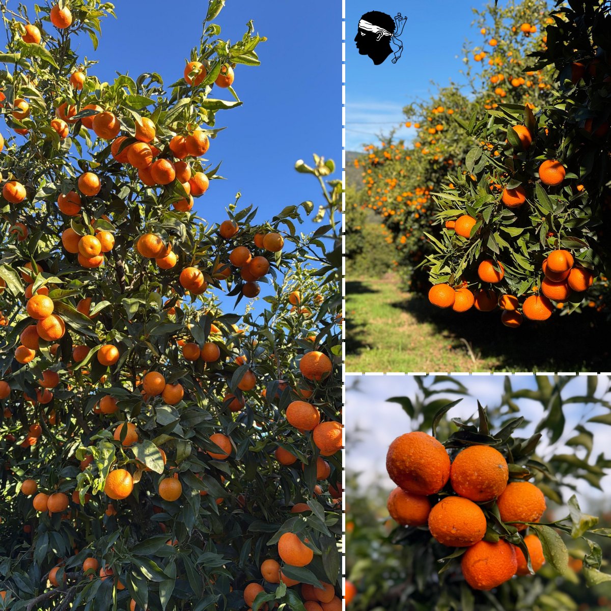 CORSE 🍊

Grâce à nos sondes @sentek_technologies, vos clémentines seront plus belles que jamais !

💧Suivi précis de l’irrigation, récoltes optimisées et qualité garantie

#clementine #corse_ile_de_beaute #corse #clementinecorse #irrigation #qualité #Garantie #agriculture