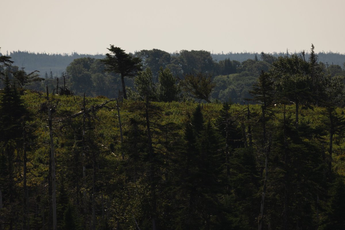 Today is the last day to complete the survey on Ripple Pond and Halls Gullies, two proposed ecological reserves. 🌿Share how you use these areas and what protection means to you by visiting engagenl.ca. Your voice matters!