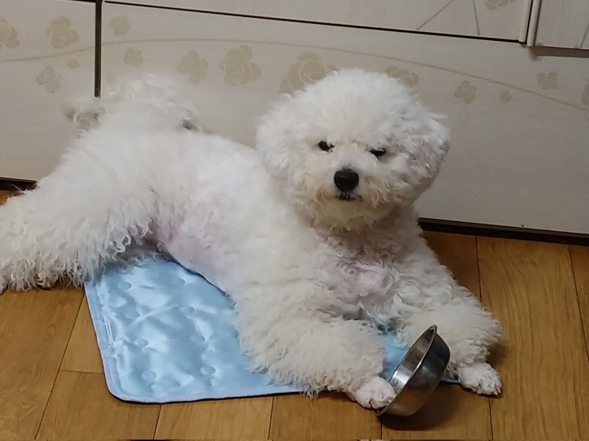 notcoconut_coco's tweet photo. 우리집 개는 일단 밥그릇 갖고 와서 내 발 밑에 패대기침; 스텐 소재 그릇이라 소리도 거의 자진모리 꽹과리 소리 나.... https://t.co/BrPWmRwmee