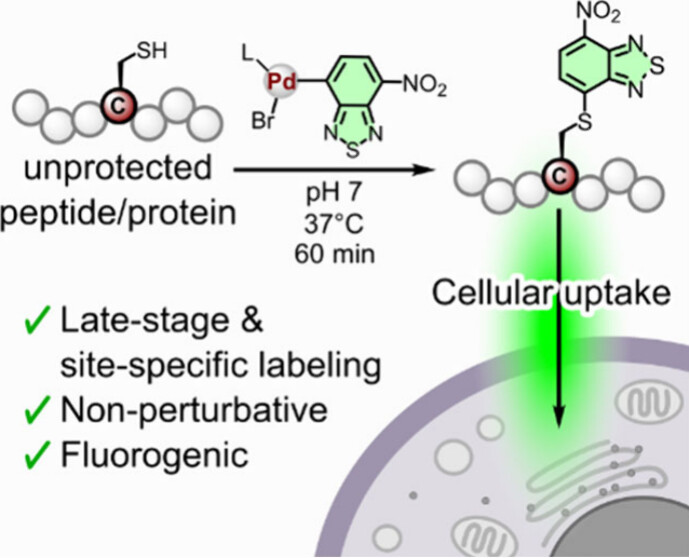 ACS Central Science (@acscentsci) on Twitter photo Late-stage labeling to prepare unprotected fluorogenic peptides/proteins via Cys arylation with minimal bioactivity perturbation & suitable optical properties for wash-free imaging in live cells
NEW #ASAP by <a href="/dynafluors/">DYNAFLUORS</a>, <a href="/JbaraM90/">Muhammad Jbara</a> & colleagues
Read here: go.acs.org/c0j Late-stage labeling to prepare unprotected fluorogenic peptides/proteins via Cys arylation with minimal bioactivity perturbation & suitable optical properties for wash-free imaging in live cells
NEW #ASAP by <a href="/dynafluors/">DYNAFLUORS</a>, <a href="/JbaraM90/">Muhammad Jbara</a> & colleagues
Read here: go.acs.org/c0j