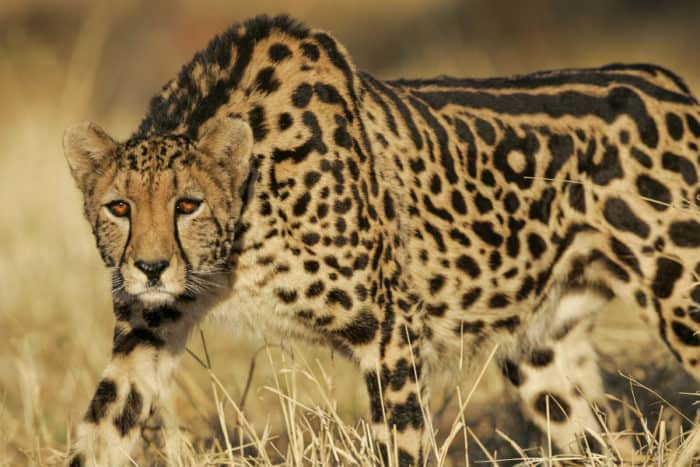 Janusz Bolbotowski (@jbolbotowski195) on Twitter photo <a href="/springyjunkie/">Mr.SpringJunkie</a> Hi, may I suggest a large descendant of feral domestic cats that is similar in size and ecology to the African lion and has dark yellow fur with thick blotchy pattern of the king cheetah and lives in prides on the tropical savanna of the future Northern Australia? <a href="/springyjunkie/">Mr.SpringJunkie</a> Hi, may I suggest a large descendant of feral domestic cats that is similar in size and ecology to the African lion and has dark yellow fur with thick blotchy pattern of the king cheetah and lives in prides on the tropical savanna of the future Northern Australia?