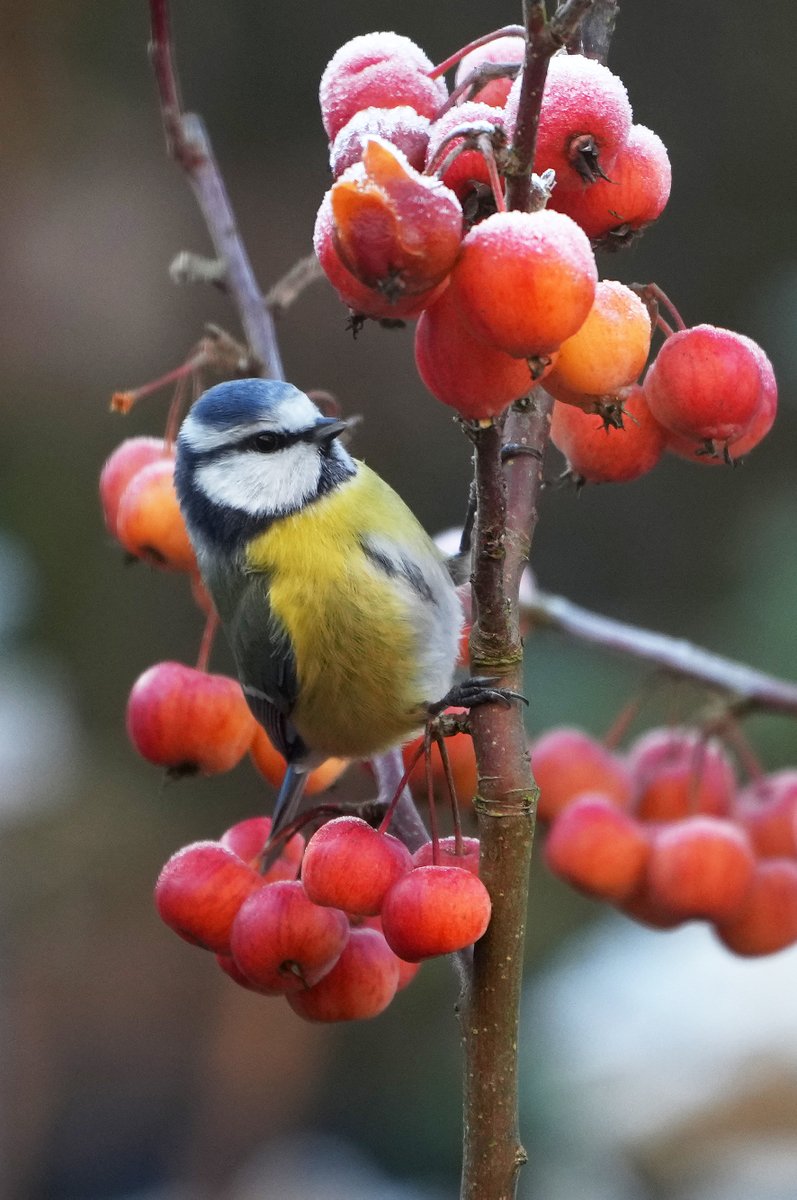 Tpzijl's tweet image. #winter  ⁦
@ChrRoland
#kleurindenatuur
#rood