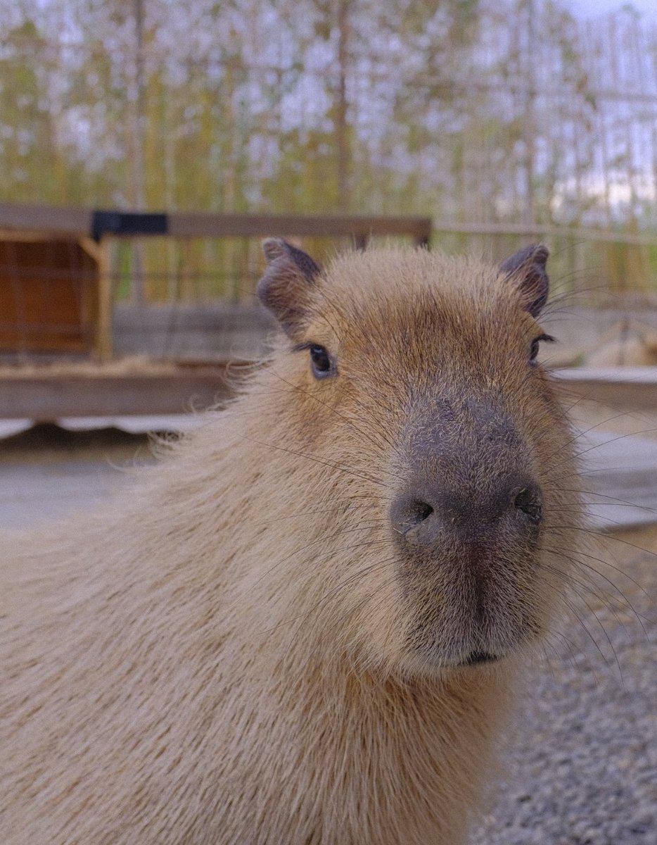 This dude whispered in my ear, very chill, that the tide will change and that $kappy will cruise to a billion. 

But don't take it from me. Take it from the legend themselves <a href="/kappybruh/">Kappy</a>