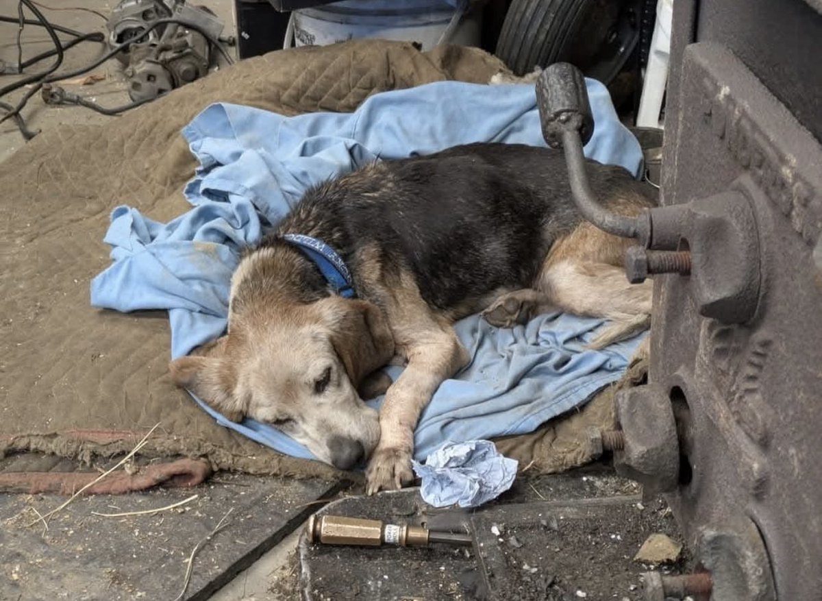 Lola Patolla tweet media