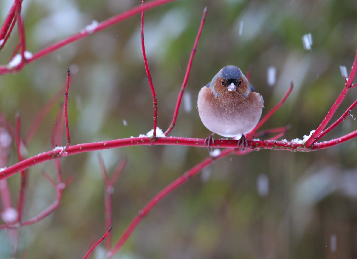 Tpzijl's tweet image. #winter  ⁦
@ChrRoland
#kleurindenatuur
#rood