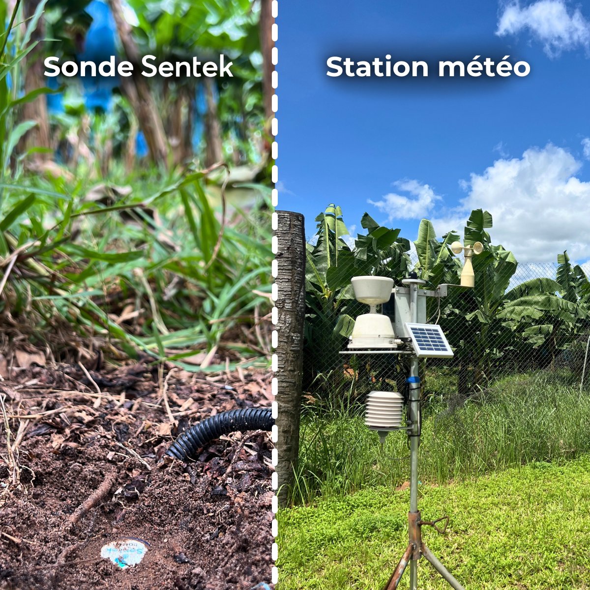✈️Notre responsable #technique Rémi s'est envolé vers la Côte d'Ivoire ! Il s'est rendu sur les #plantations de #bananiers chez BANACI et la Compagnie Fruitière 🍌

#cotedivoire #maintenance #installation  #renforcerlesliens #partenariat #accompagnement #client #culture