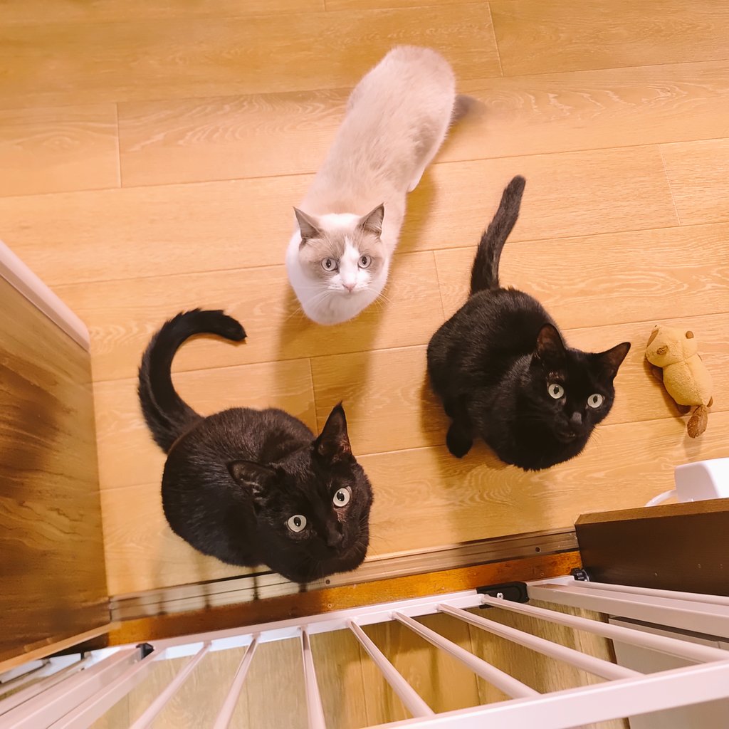 manny_253's tweet photo. 仲良しトリオ(*´｀*)

シャルちゃんは病院帰りにクロロに毎回シャーッて言われるけど、時間が経つといつも仲良しだね

#黒猫 #blackcat #マンチカン #munchkin #仲良し猫 https://t.co/Pt2EcXJ4jA