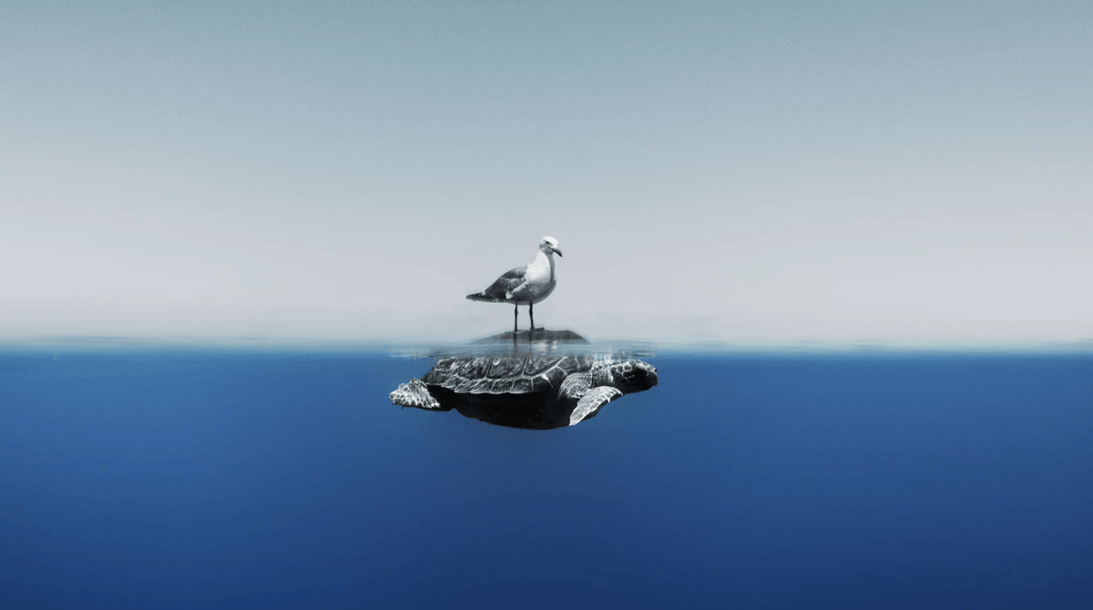 segundorodeo's tweet photo. Una gaviota montada en una tortuga en el mar Mediterráneo. Foto por Enric Gener y finalista en el concurso Oceanographer of the Year. https://t.co/ujHKhmNVNn