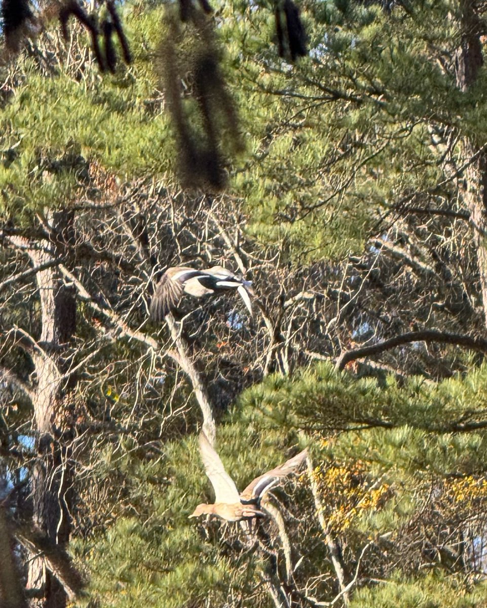 Ducks in flight over the upper lake at Kellam-Wyatt Farm &amp; Nature Preserve - a future Wake County Park!