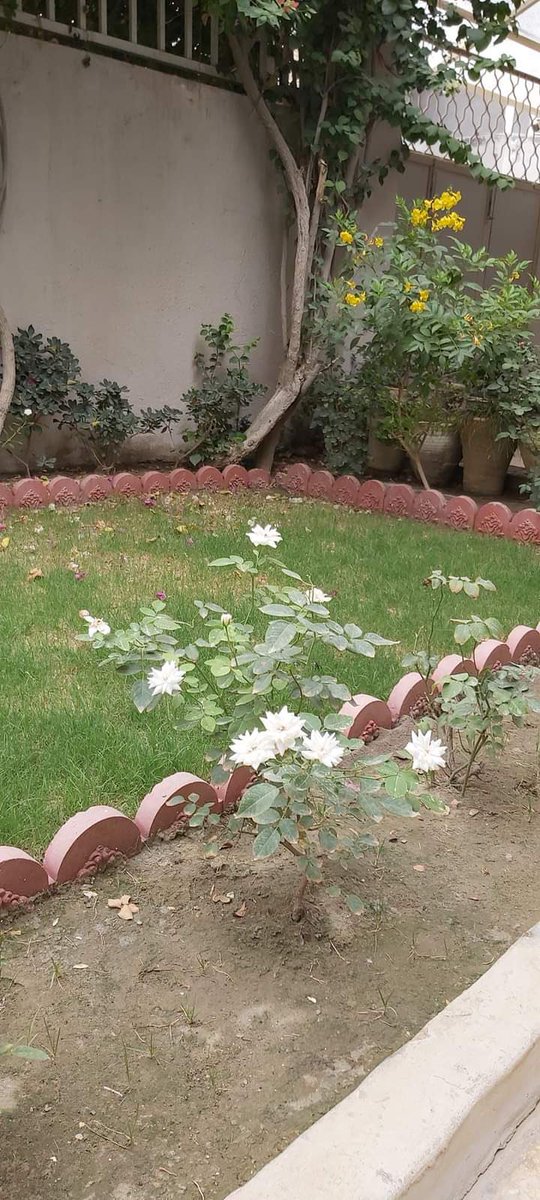 دخلت اختي الى الحديقة وقالت هذه الورده البيضاء لي  قالت لها امي هي لك بعد أيام ماتت اختي وبقيت شجرتها تزهر كل عام وتذكرنا بها ،،امي قبل ان تموت اوصتني بشجرة اختي ان تبقى كما هي ولا زالت اختي وامي تطلان على الحديقه وتتفقدان الشجرة في كل حين .الذكرى السابعة لوفاة اختي رحمها الله .