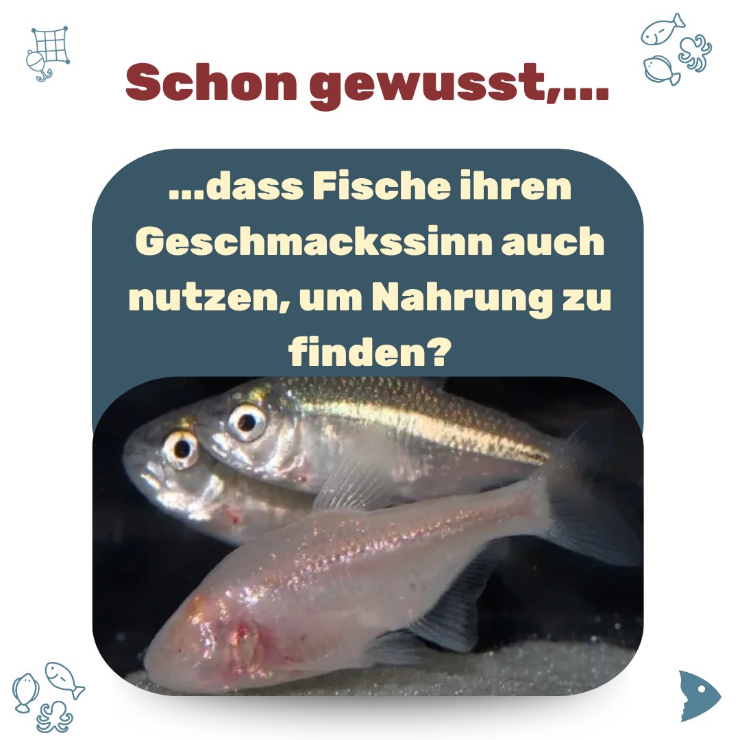 fair-fish tweet media