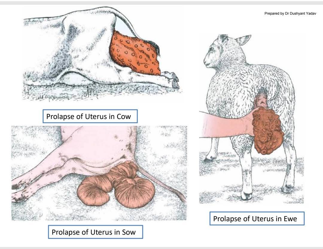 TheVetknowledge's tweet photo. Prolapses are the result of tissues that normally are a tube inside the body turning inside out &amp; bulging from the body.

📃 Uterine Prolapse :
The uterus protrudes through the birth canal &amp; hangs behind animal. 
🖋️Risk factors include difficult birth, hypocalcemia &amp; severe... https://t.co/XQ3VSalNFL