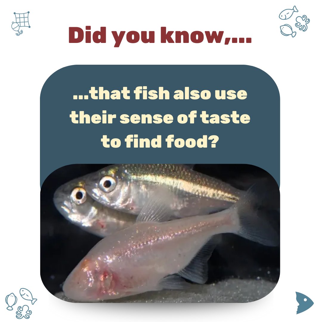 Did you know that fish make broad use of their sense of taste? 🐟👅 

Gurnards “taste” prey using rays on their fins, blind cave tetras orient themselves using taste buds on their heads.

👉 More info: fair-fish.net/facts/

📷: Richard Borowsky - Wikimedia