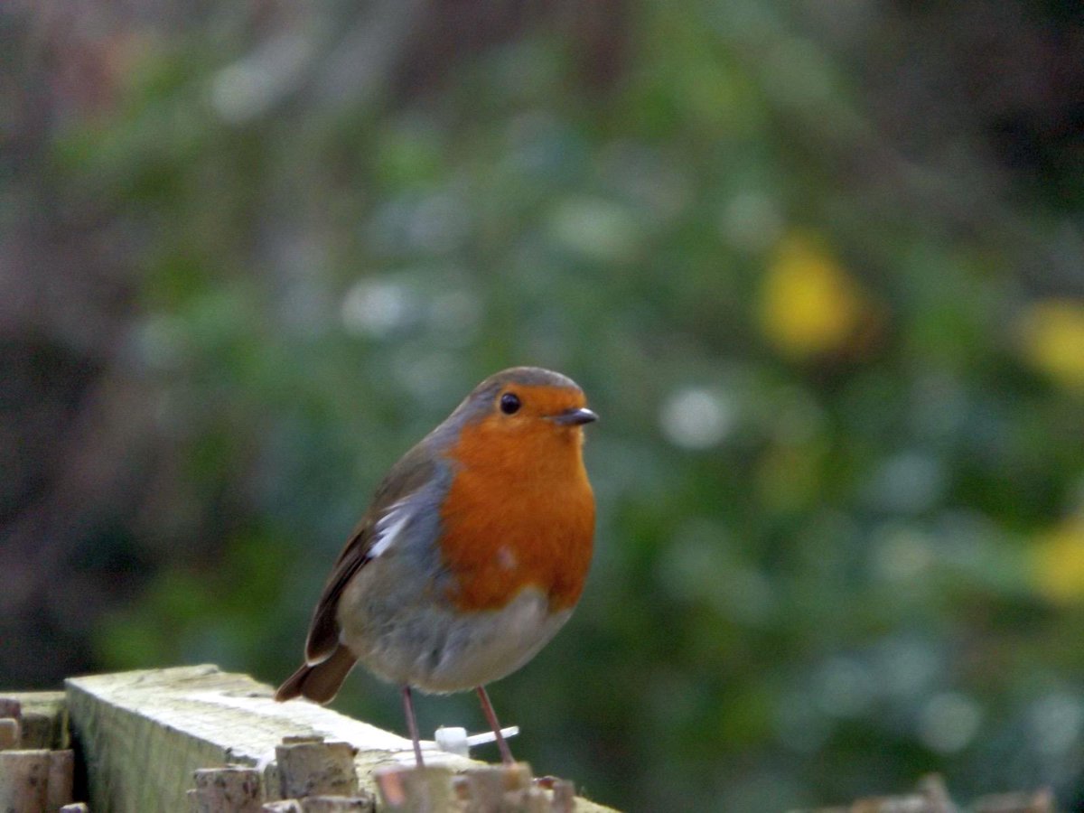 Our #RecordOfTheWeek today is a major milestone - our 7 millionth record was uploaded to Aderyn this week! 
A large upload from eBird took us over the line, so we've picked a festive Robin as a representative record. 
🎄Many thanks and Merry Christmas to all our recorders! 🎄