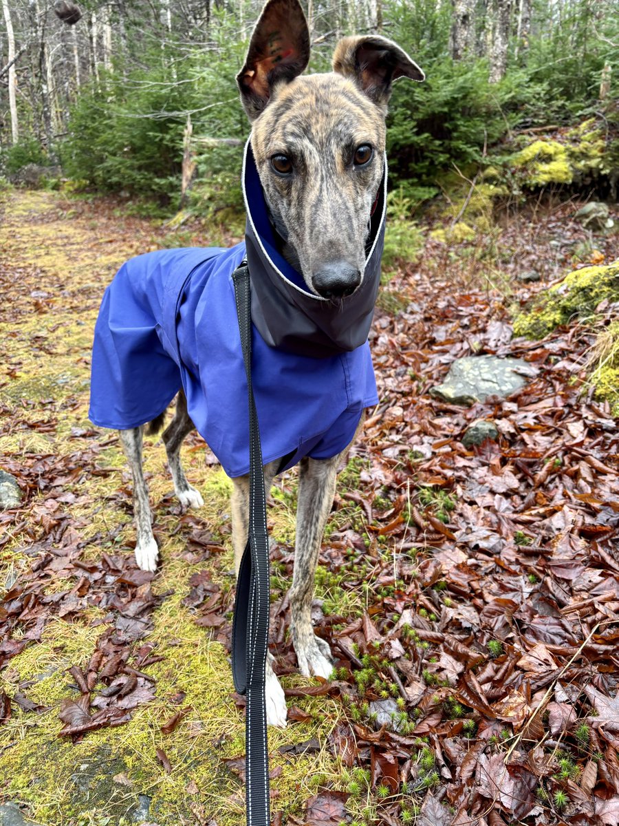 Congratulations to Jarrod (Bowens on Fire) now known as Rocket 🚀 on finding his family! Well done little man💚