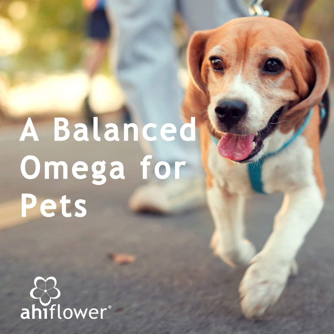 #Ahiflower® is an excellent omega-rich oil for #pets, offering a natural and effective way to support their overall #health. It provides a complete spectrum of essential fatty acids, including #omega-3, 6 &amp; 9 with excellent palatability.

naturescrops.com/animalwellness.