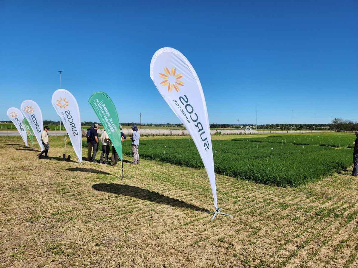 SerkanSemillas's tweet photo. Alfalfa + SURCOSTART 🌱🚀💪

Semana pasada recorrimos este interesante ensayo de Fertilizante microgranulado SURCOSTART en el surco de siembra de Alfalfa Chaná sembrada en setiembre en el campo experimental @agriduy en Villa María sobre ruta 3 San Jose, con Surcos Agroinnovación en Red.

Fueron sembradas distintas parcelas de Alfalfa a distintas dosis de SURCOSTART siempre con tratamientos Testigo T1 y T2 comparativos como:
T1 sin aplicar ningún fertilizante
T2 aplicando 150 kg/ha fert 7-40
T3 - 25 kg SURCOSTART en surco
T4 - 35 kg SURCOSTART en surco
T5 - 45 kg SURCOSTART en surco

Fotos 2 muestra con una clara respuesta sobre Testigo con parcelas de distintas alturas escalonadas desde Testigo hasta 25 y 35 kg/ha de SURCOSTART 

Fotos 3 parcela SURCOSTART izq y T2 a la derecha con diferencias en desarrollo, entrenudos, follaje visiblemente a campo qué explican datos objetivos de mediciones a campo y suman a las de macetas.

En algunas parcelas no se aprecian diferencias significativas, esto también es positivo si podemos lograr = producción de MS/ha entre aplicar 25 kg ó 150 kg/ha de distintos fertilizantes simplificando mucho la logística y a = precio/ha

SURCOSTART es un microfertilizante muy completo con Macro + Micronutrientes que va en la línea de siembra con la semilla.

Su Tecnología de lenta liberación de Fósforo + la presencia los nutrientes pegados a las semillas en el surco junto a raíces, genera un efecto STARTER 🌱🚀 y ENRAIZADOR que potencia las plántulas de pasturas y cultivos desde el arranque.

Siembras en condiciones de déficit hidricos como se dio en esta Alfalfa sembrada en setiembre con una seca importante en San José, muesta la ventaja de lograr un mayor desarrollo radicular TEMPRANO🙌 que hace la diferencia en la SUPERVIVENCIA 💪 y mayor Coeficiente de Logro para una población optima!👌

Posterior a la visita se hizo el 2do corte y quedamos a la espera de resultados para compartir.

Felicitamos al equipo AgrI+D por la prolijidad del campo y el profesionalismo con el que trabajan y a Surcos por esta excelente Tecnología que sin lugar a dudas suma productividad y simplicidad al agro que SERKAN distribuye exclusivo para Uruguay 

VALLE VERDE & SERKAN Semillas 
Desde 1975 innovando el agro🇺🇾