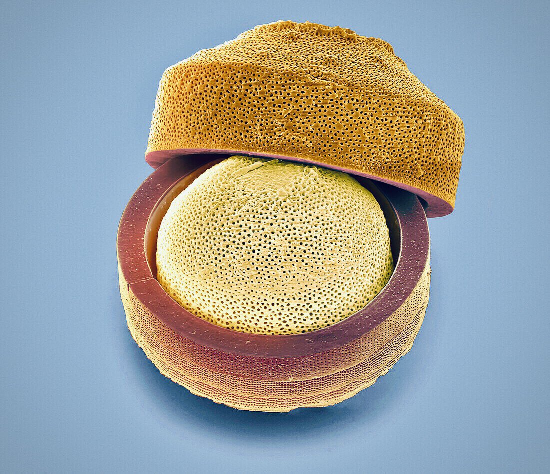 microscopic images. tweet media