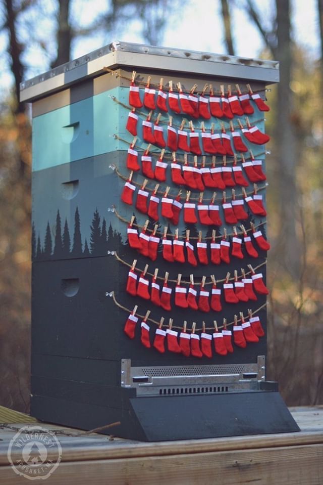 It seems that my bees are ready for Christmas. Complements of the season.