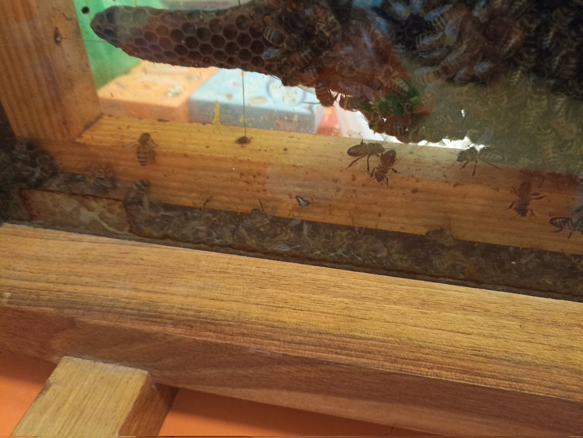 Nous sommes en train de regarder les abeilles. Nous avons vu la reine. Il y a beaucoup d'abeilles mortes, parce que l'hiver, il y en a beaucoup qui meurent et la reine arrête de pondre. Maloé, Yaniss, Abbygaël, Augustin, Éloïse, Dany, Lucy. #viedeclasse