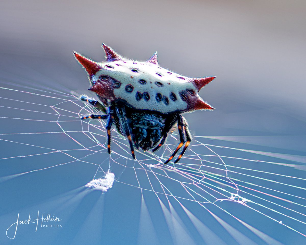 JackHellein's tweet photo. #Florida crab spider.
#nature #spider #macrophotography #wildlifephotography #focusshift https://t.co/fkNr21i2FL