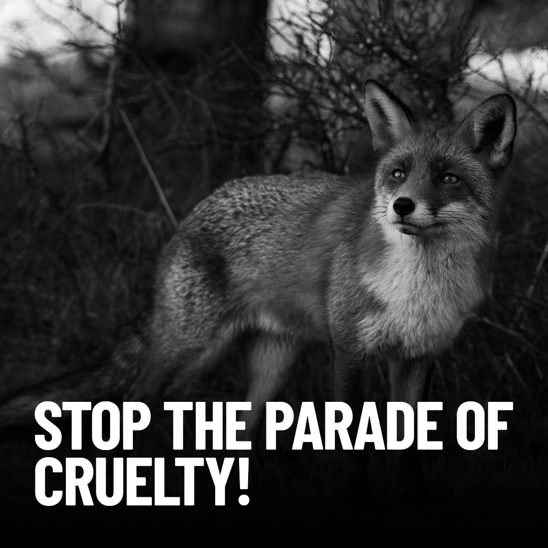 🦊 Boxing Day: A Celebration of Cruelty
Every year, hunts parade through our streets, flaunting their so-called "tradition." It’s a disgrace that this barbaric practice is still legal. 

We need a REAL ban on hunting NOW!