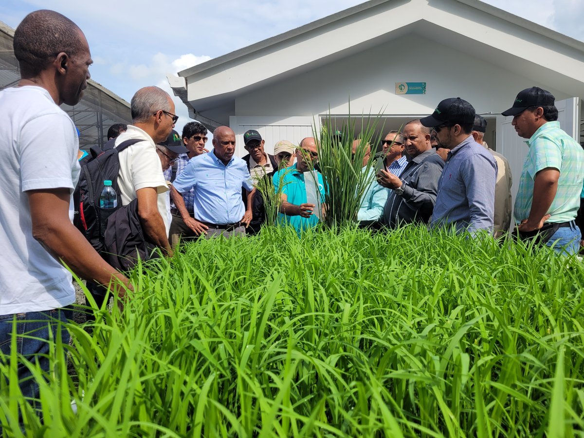 🌾Un grupo de productores de República Dominicana🇩🇴, vinculados a #FENARROZ, fueron los protagonistas de una jornada técnica por diferentes áreas del <a href="/arrozFLAR/">FLAR🌾🍚</a> y el Programa de Arroz de la <a href="/BiovIntCIAT_esp/">Alianza de Bioversity International y el CIAT</a>. Lee más sobre la visita aquí: flar.org/grupo-de-produ…