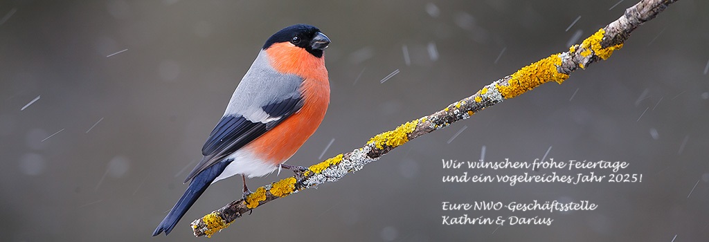 nworni's tweet photo. Wir wünschen frohe Feiertage und ein vogelreiches Jahr 2025! 
Eure NWO-Geschäftsstelle
Kathrin &amp; Darius

📷 Gimpel - H. Glader https://t.co/uhQhIfoHls